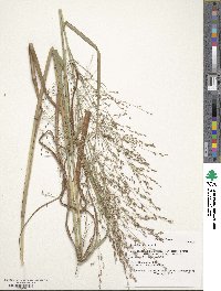 Panicum virgatum image