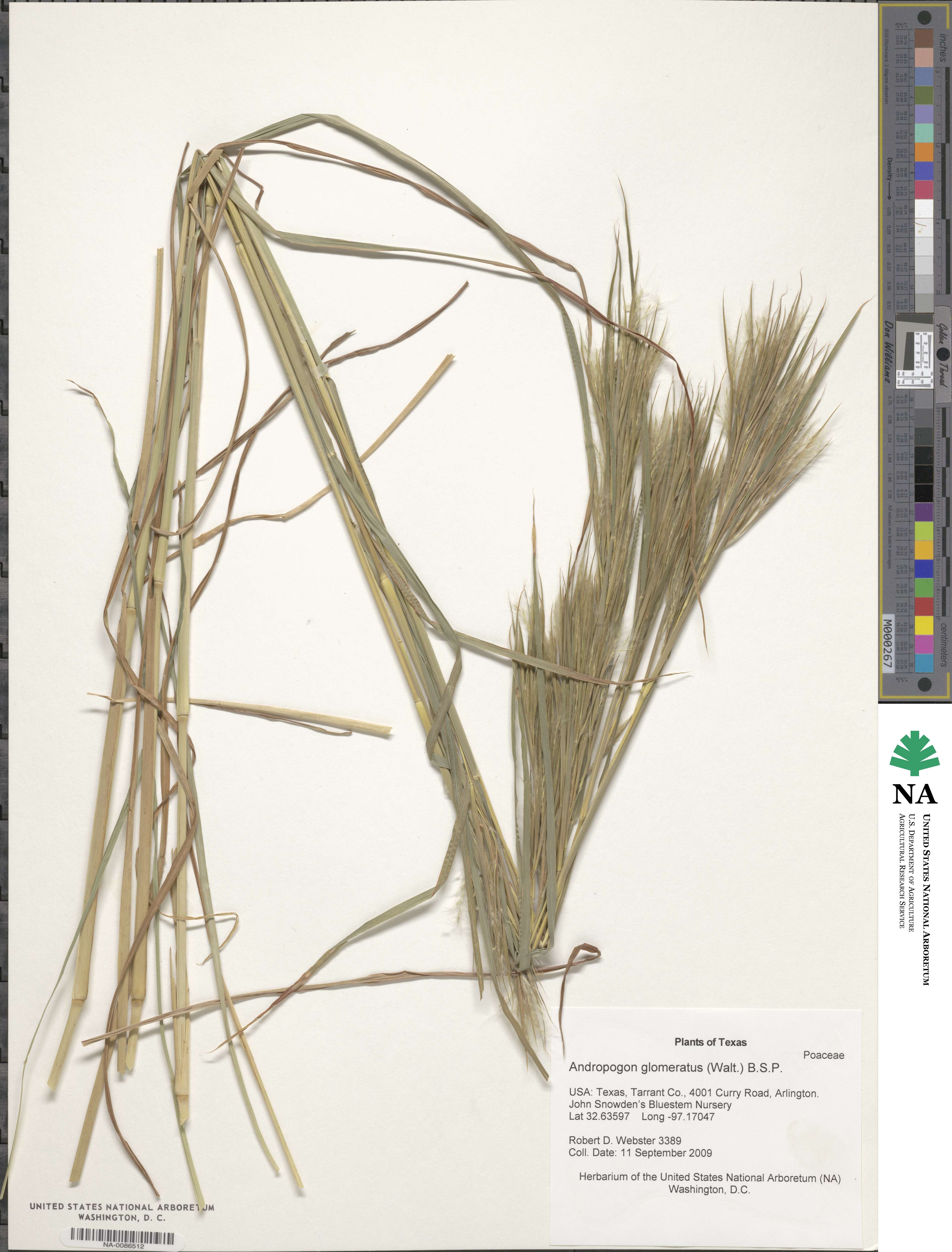 Andropogon glomeratus image