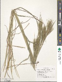 Andropogon glomeratus image