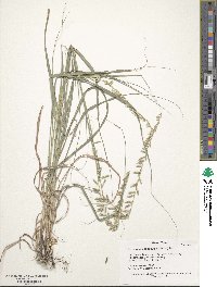 Bouteloua curtipendula image