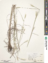 Andropogon ternarius image