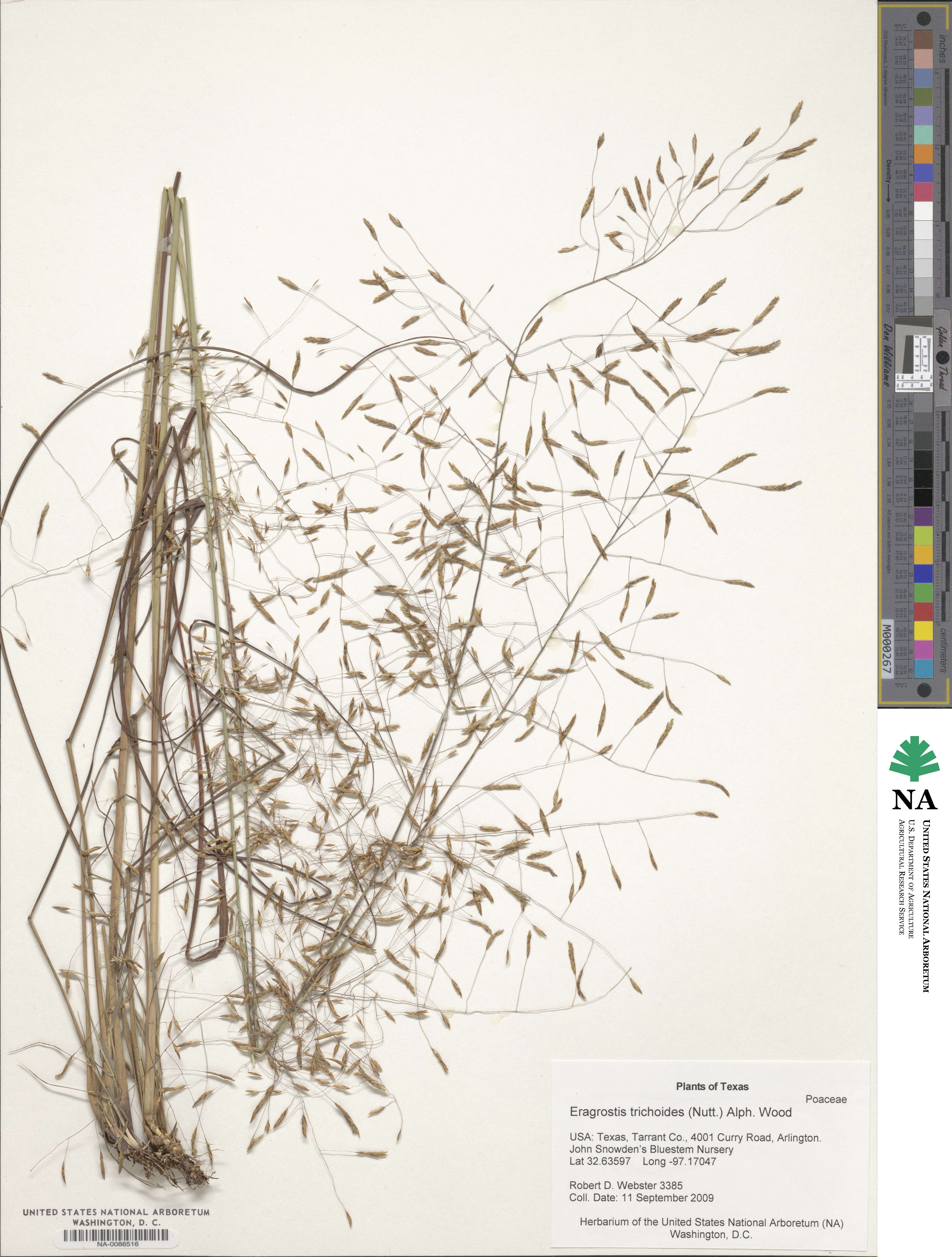 Eragrostis trichodes image