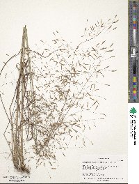 Eragrostis trichodes image