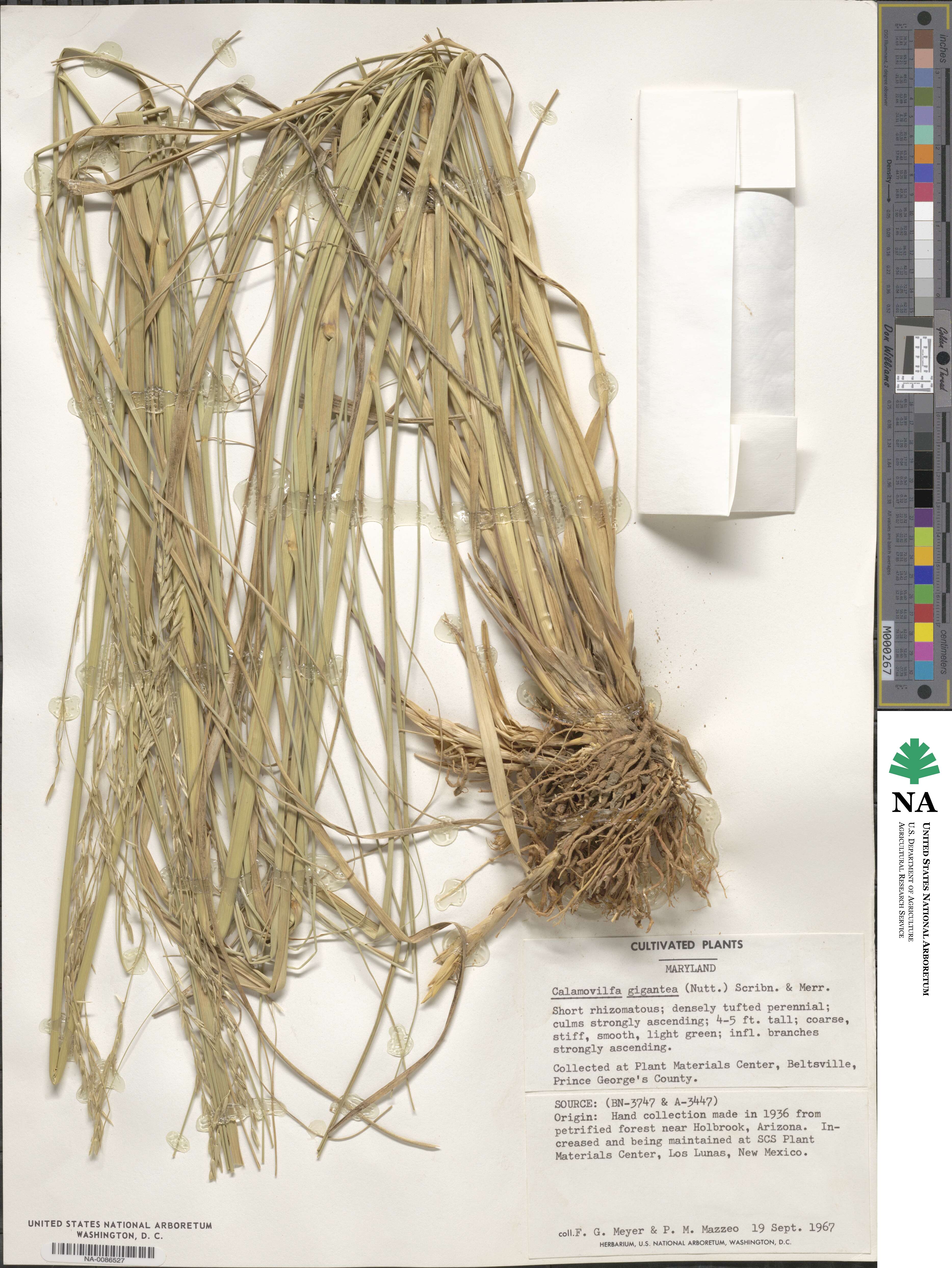 Sporobolus arenicola image