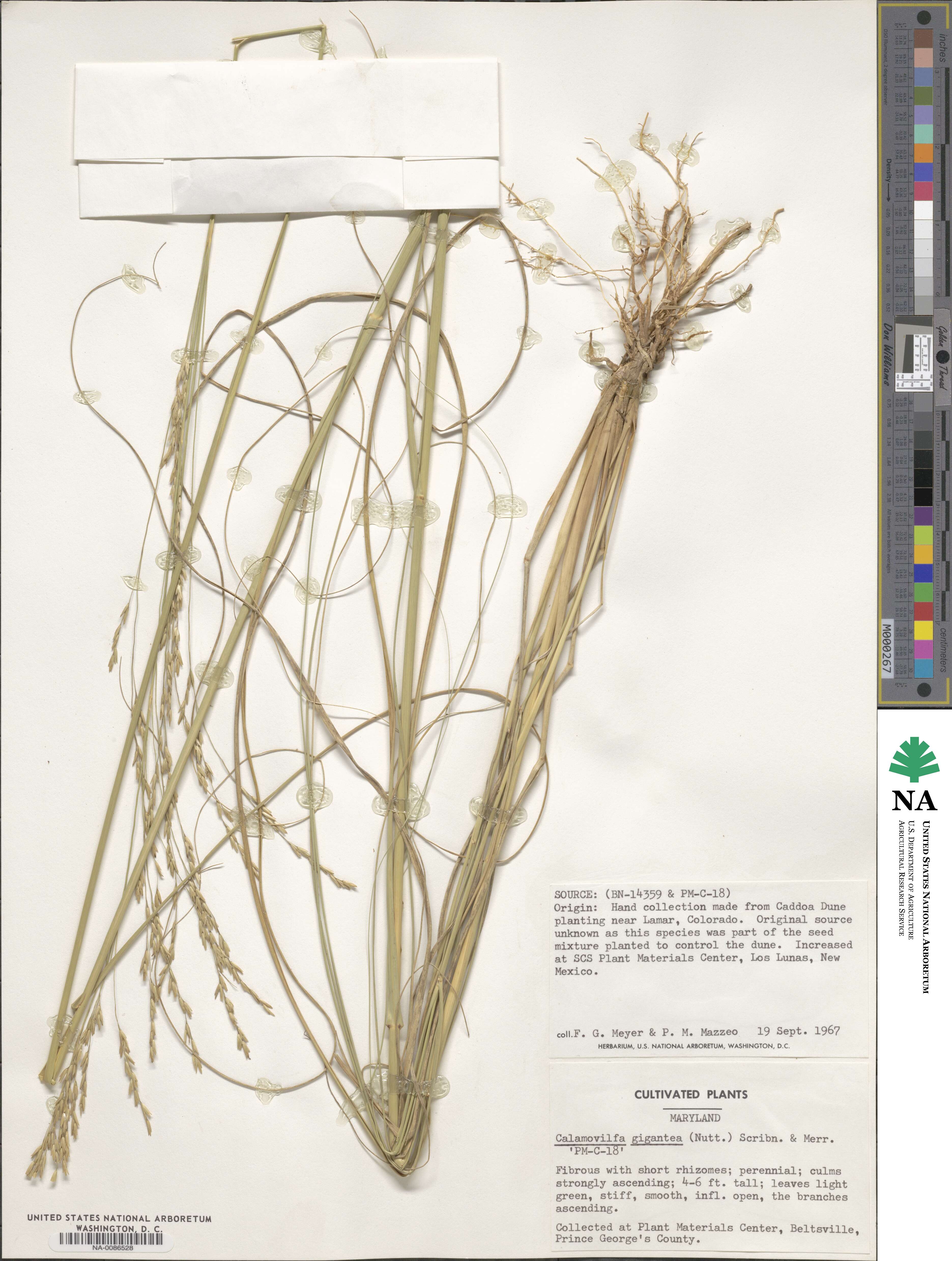 Sporobolus arenicola image