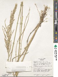 Sporobolus rigidus var. rigidus image