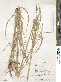 Sporobolus rigidus var. rigidus image