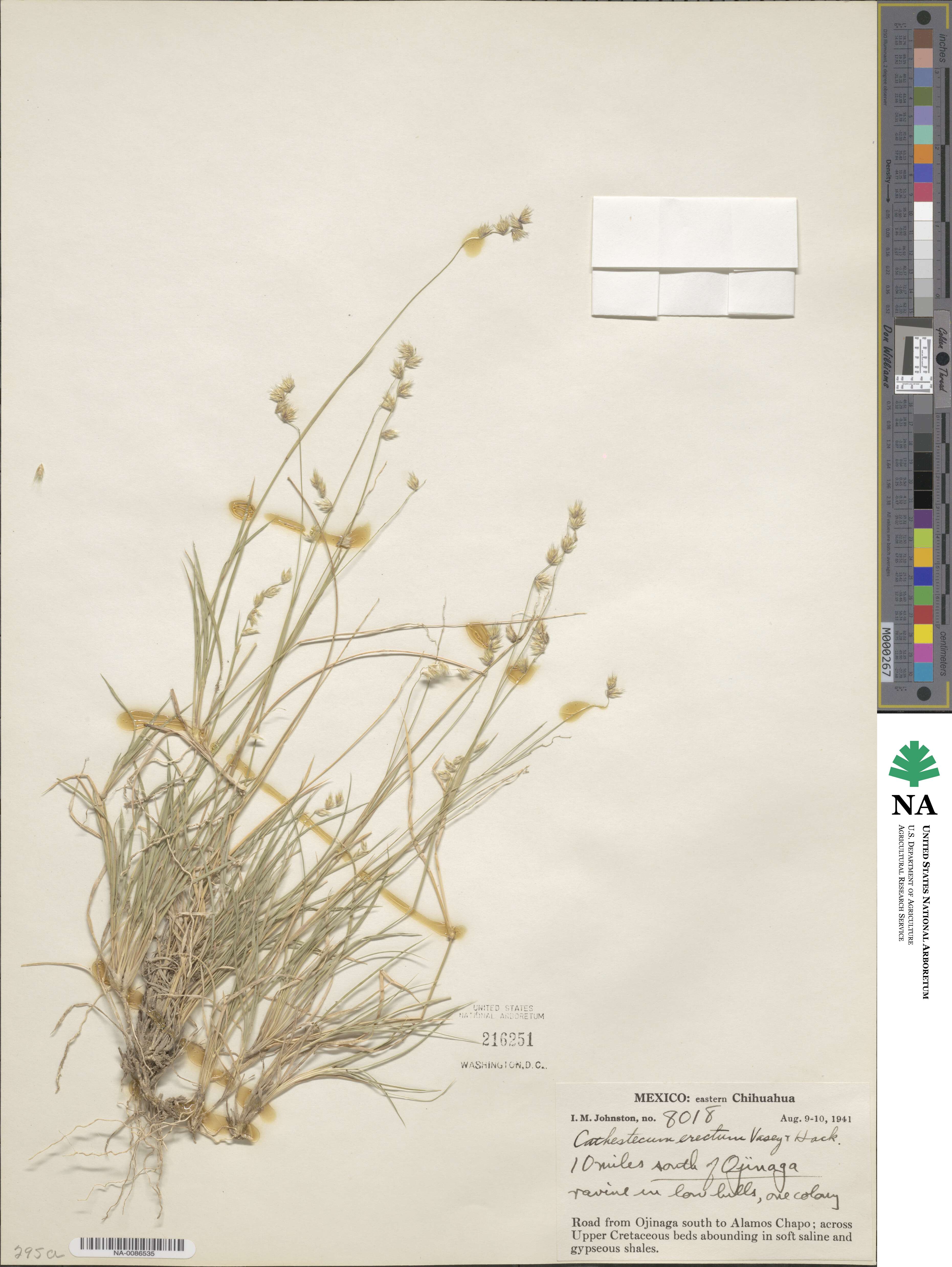 Bouteloua erecta image