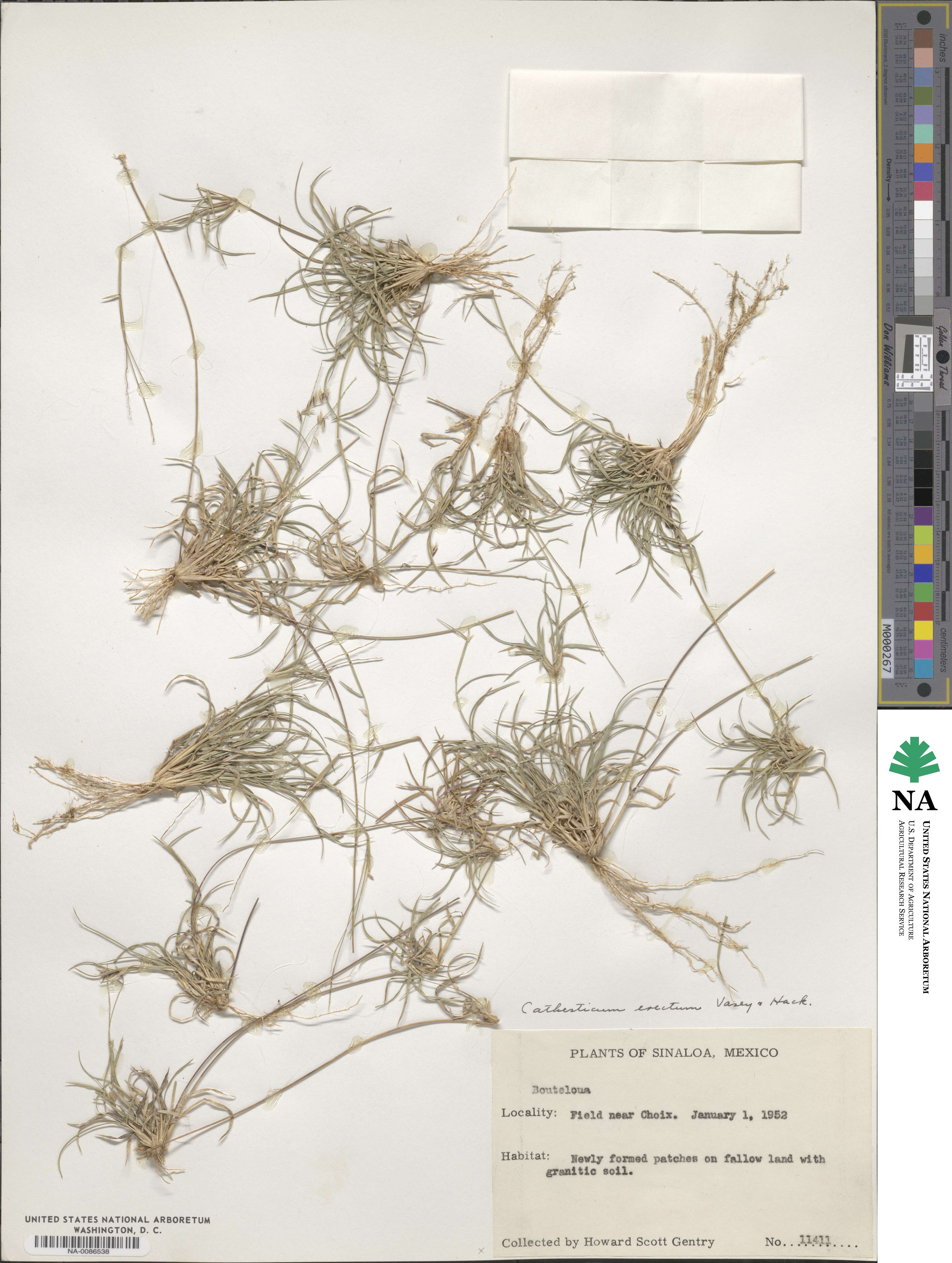 Bouteloua erecta image