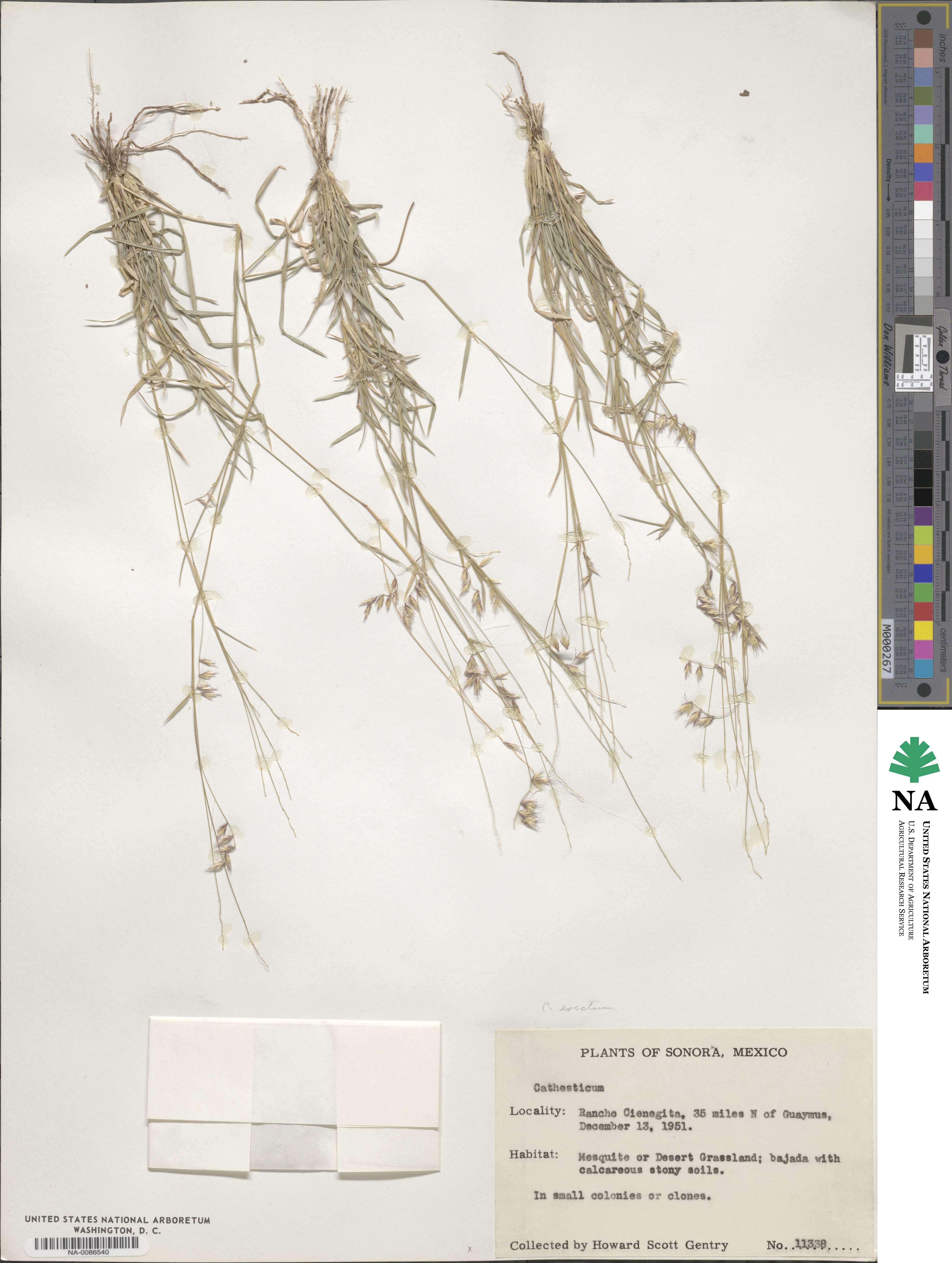 Bouteloua erecta image