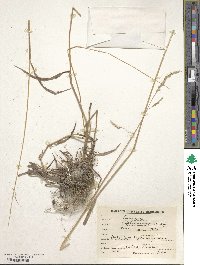 Capillipedium parviflorum image