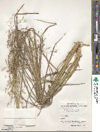 Capillipedium parviflorum image