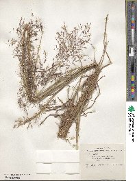 Capillipedium parviflorum image