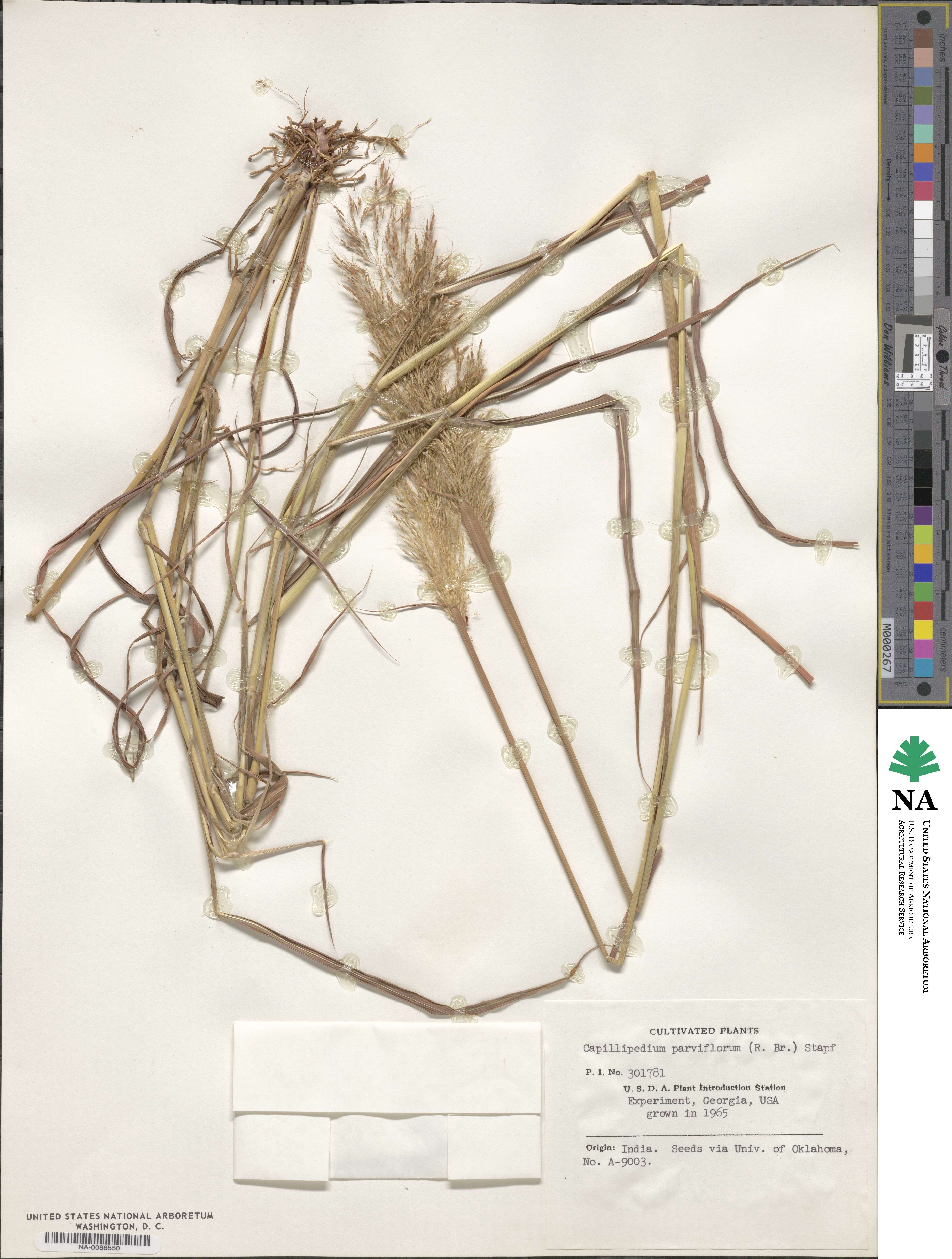 Capillipedium parviflorum image