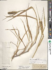 Cenchrus echinatus image