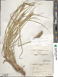 Cenchrus echinatus image