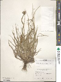 Cenchrus echinatus image