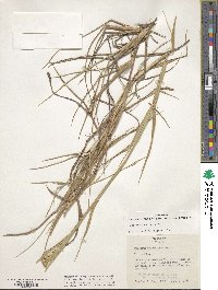 Cenchrus echinatus image