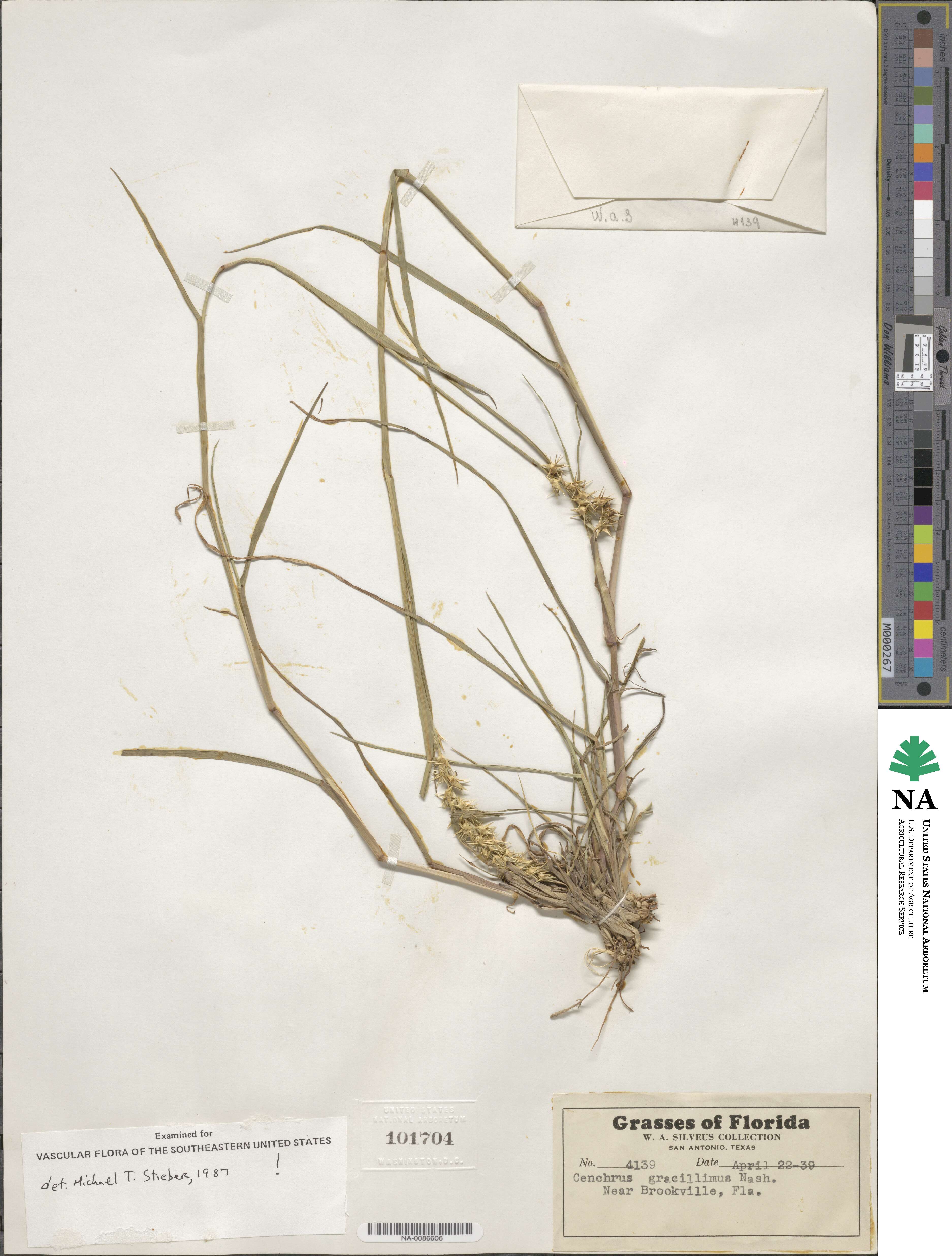 Cenchrus gracillimus image