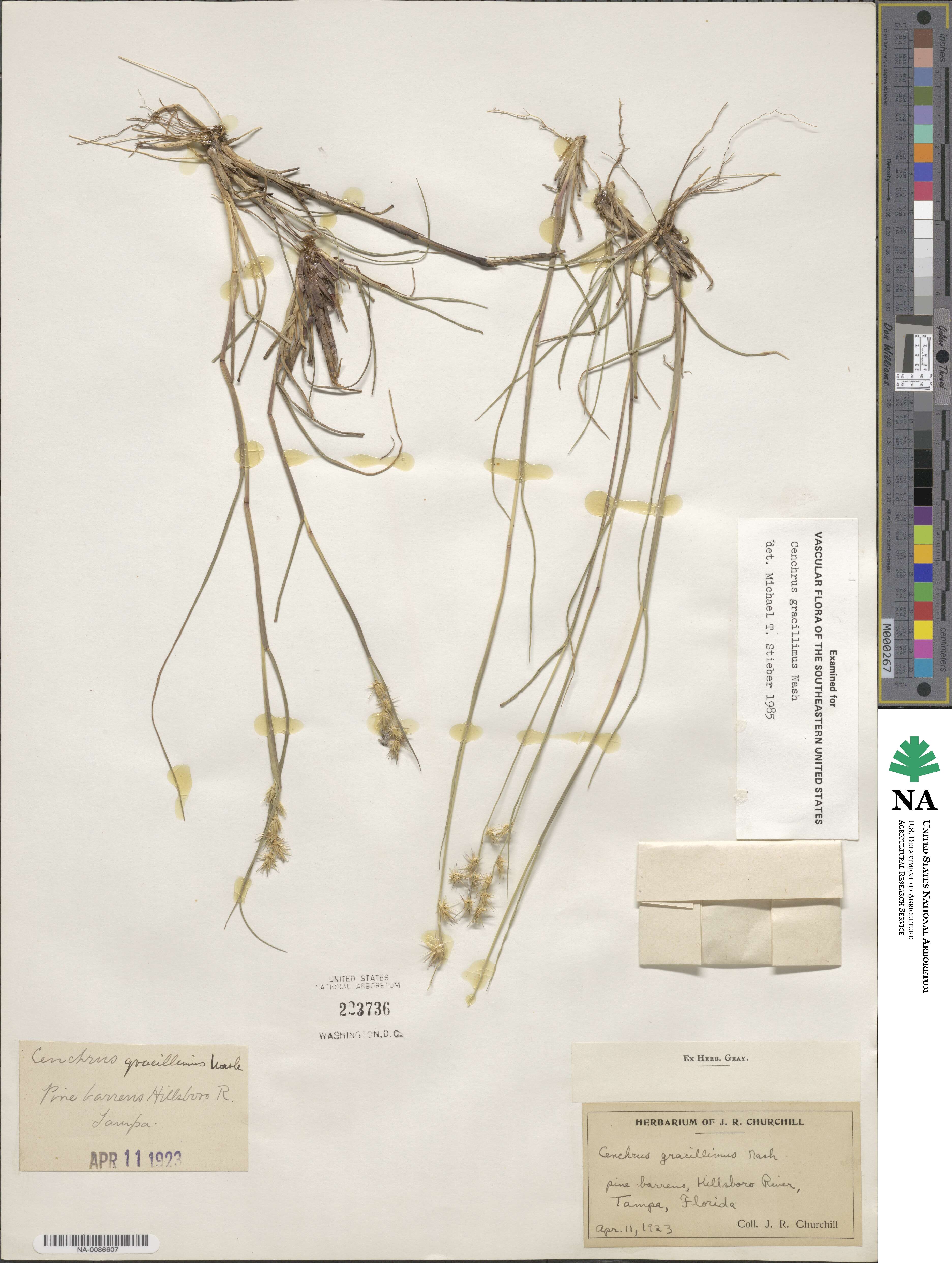 Cenchrus gracillimus image