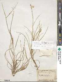 Cenchrus spinifex image