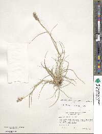 Cenchrus spinifex image