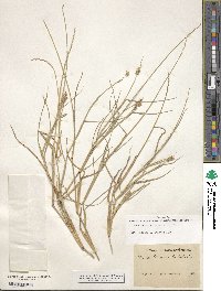 Cenchrus spinifex image