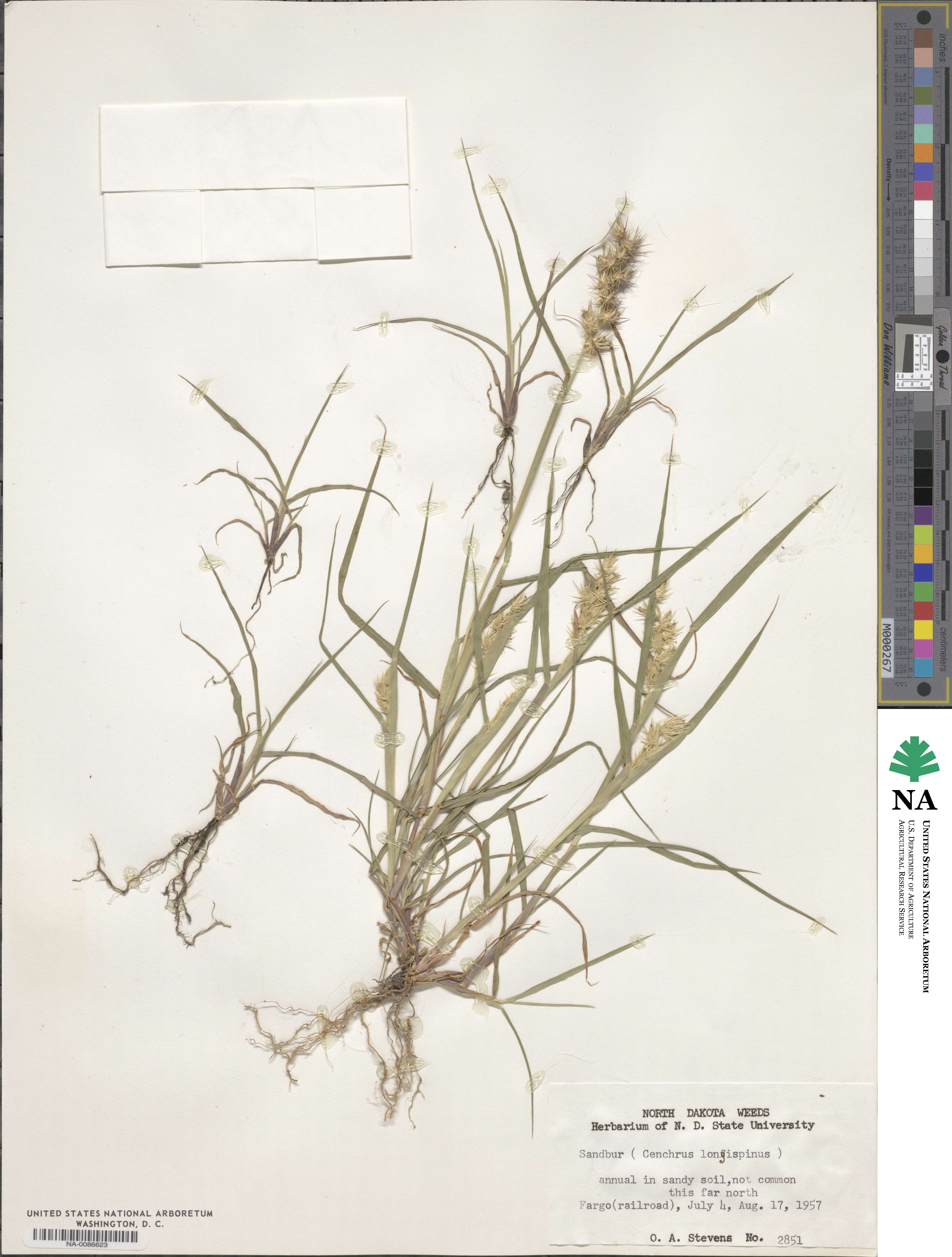 Cenchrus longispinus image