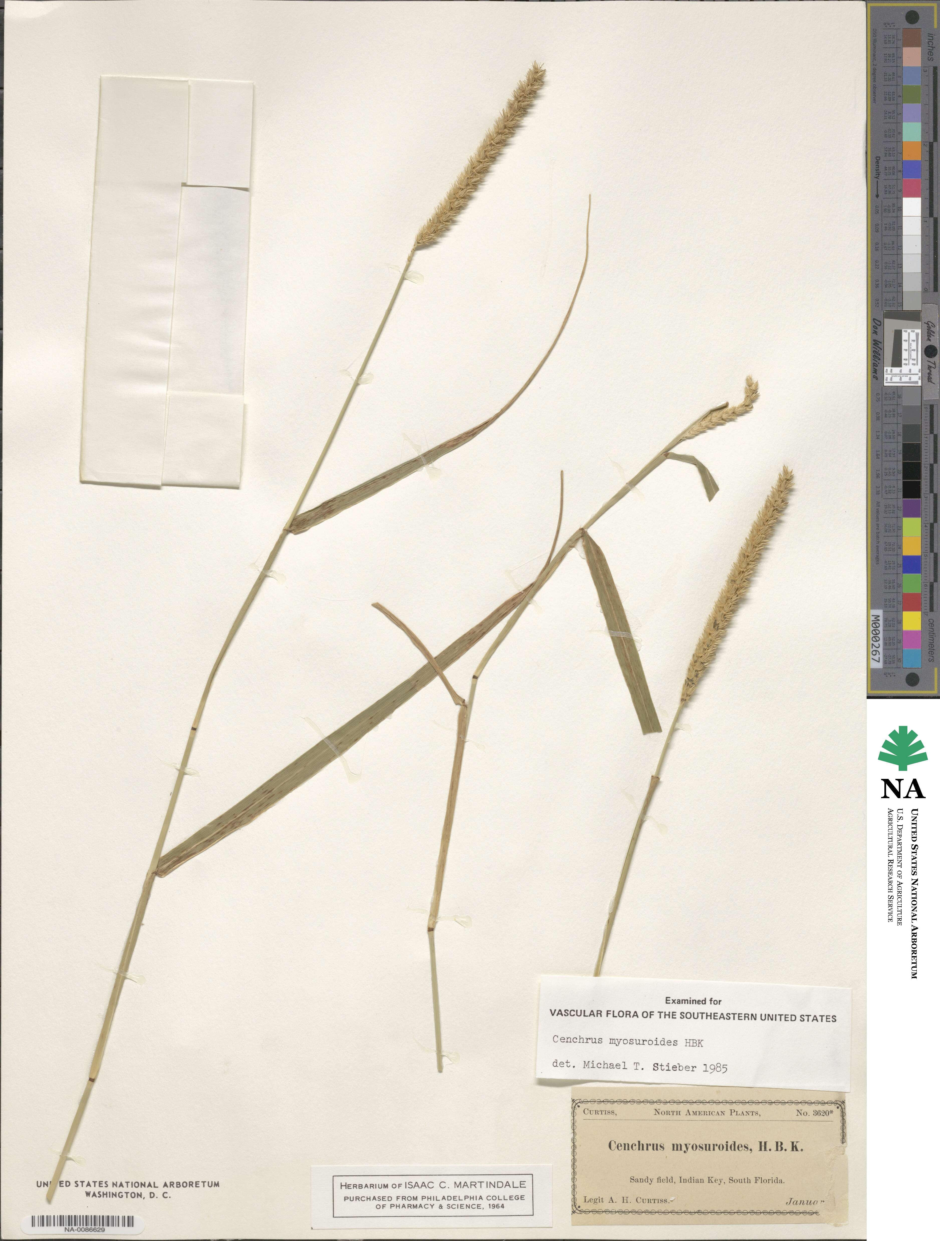 Cenchrus myosuroides image