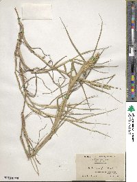 Cenchrus spinifex image