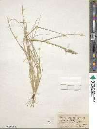 Cenchrus spinifex image