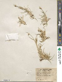 Cenchrus spinifex image