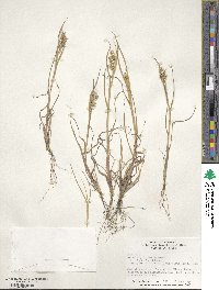 Cenchrus spinifex image