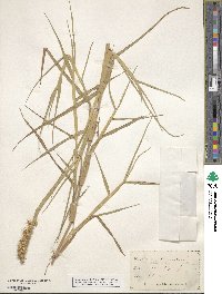 Cenchrus tribuloides image