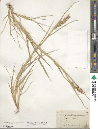 Cenchrus tribuloides image