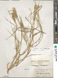 Cenchrus tribuloides image