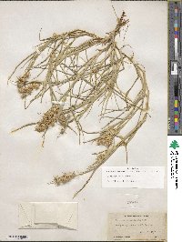 Cenchrus tribuloides image