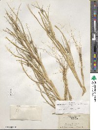 Cenchrus tribuloides image