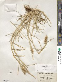 Cenchrus tribuloides image