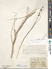 Cenchrus tribuloides image