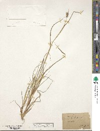 Cenchrus tribuloides image