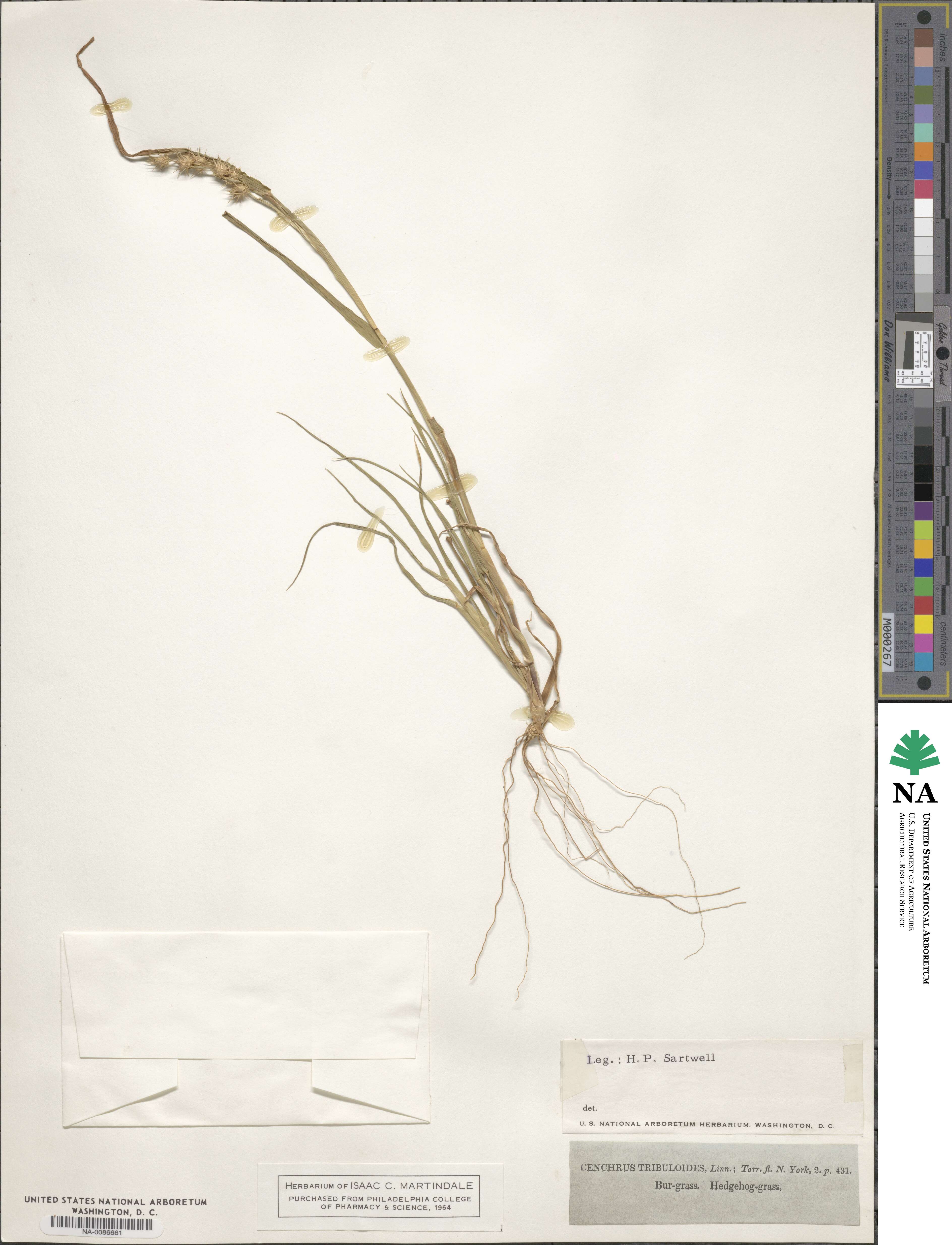 Cenchrus tribuloides image