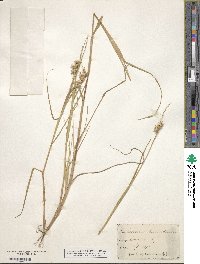 Cenchrus tribuloides image