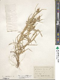 Cenchrus tribuloides image