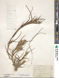 Cenchrus tribuloides image