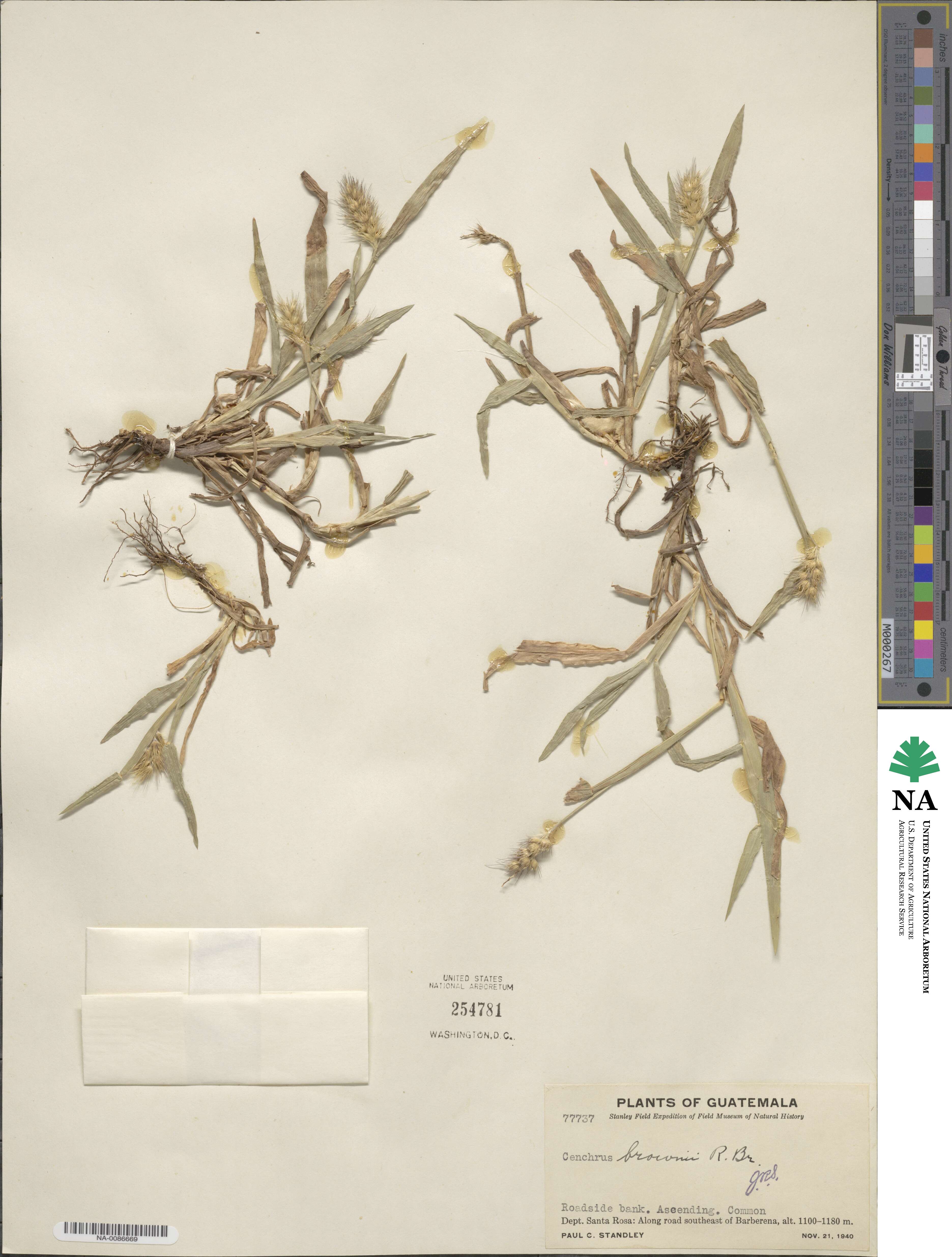 Cenchrus brownii image