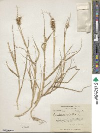 Cenchrus echinatus image