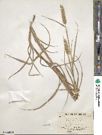 Cenchrus echinatus image