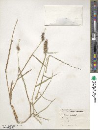 Cenchrus echinatus image