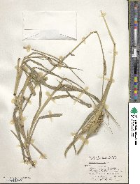 Cenchrus echinatus image